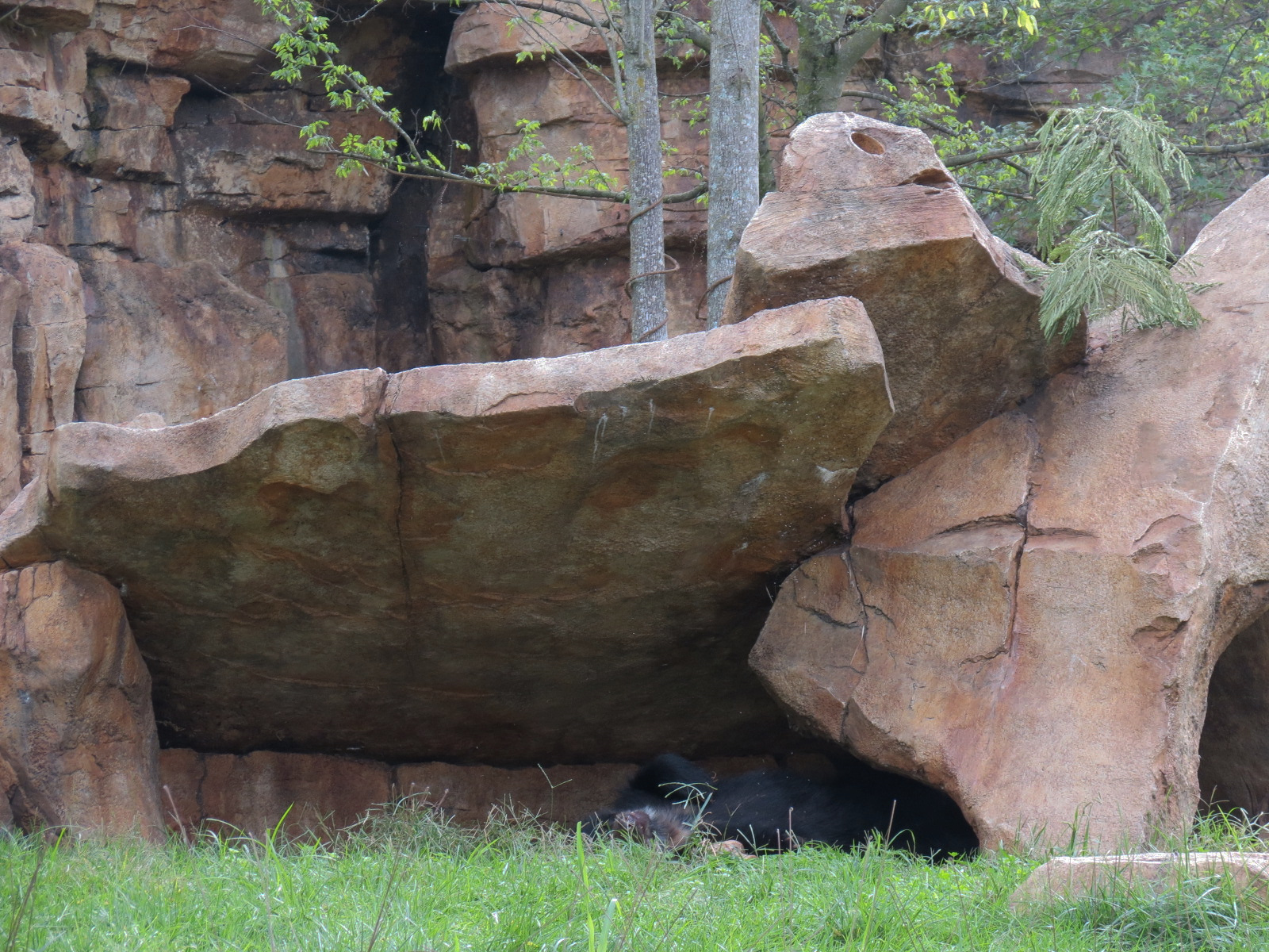Expedition Peru - Andean Bear Exhibit
