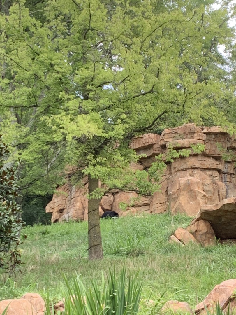 Expedition Peru: Andean Bear Exhibit