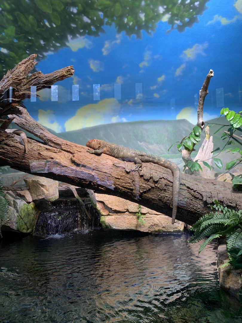 Expedition Peru: Caiman Lizard Mixed Species Exhibit