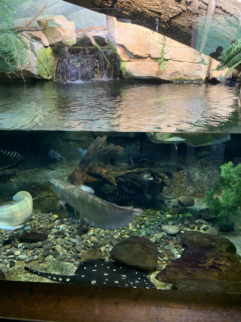 Expedition Peru: Freshwater fishes