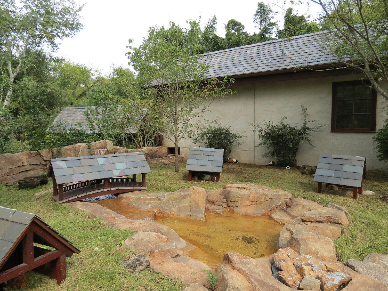 Expedition Peru - Guinea Pig Exhibit