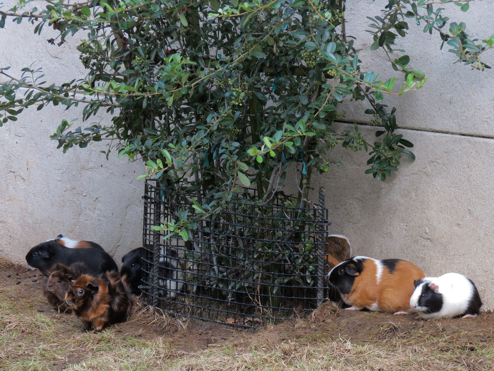Expedition Peru - Guinea Pig Exhibit