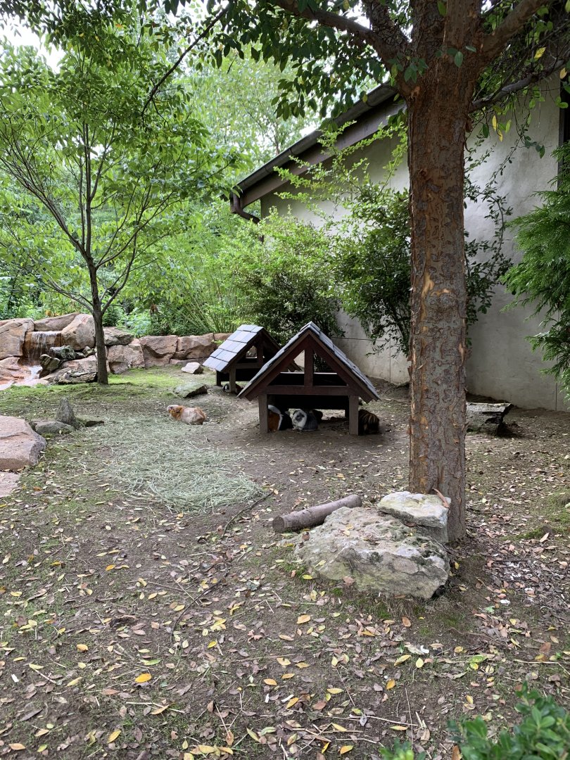 Expedition Peru: Guinea Pig Exhibit
