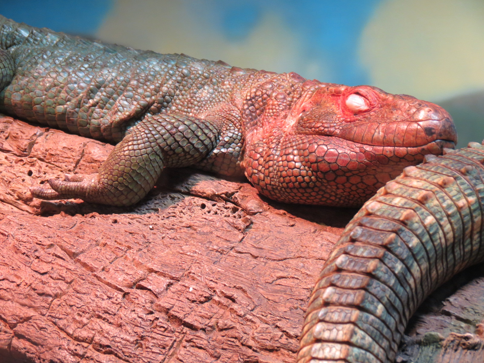 Expedition Peru - Lodge Interior - Reptile and Fish Exhibit - Caiman Lizard