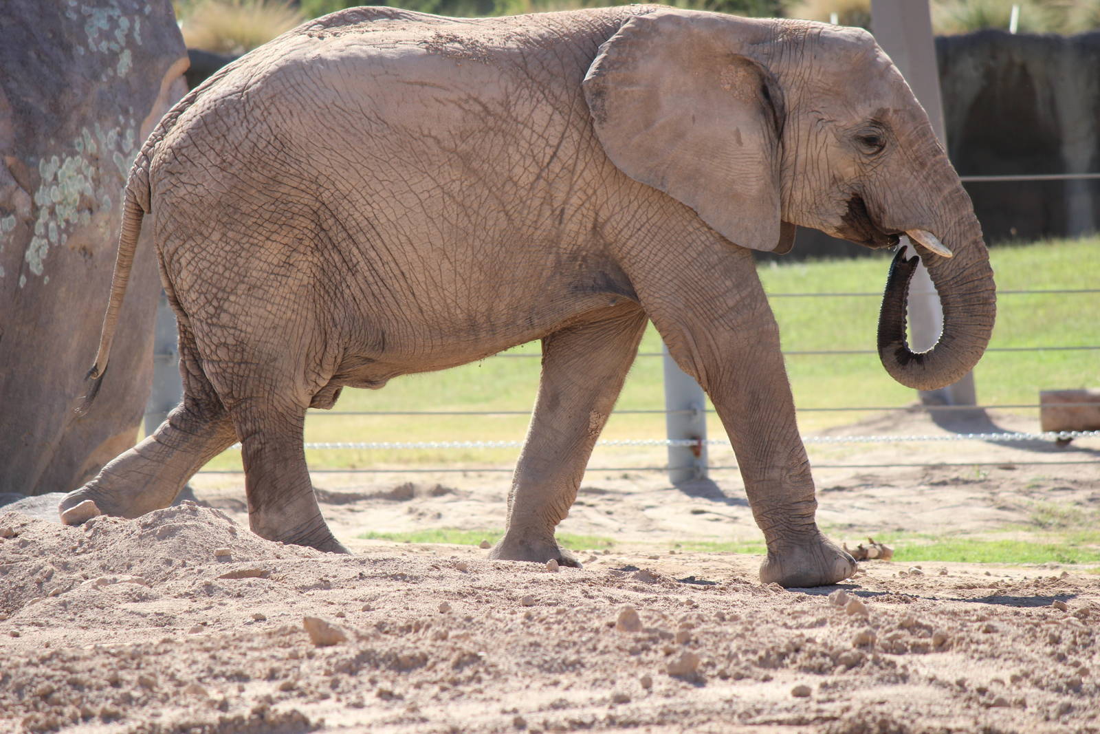 Expedition Tanzania - African Elephant