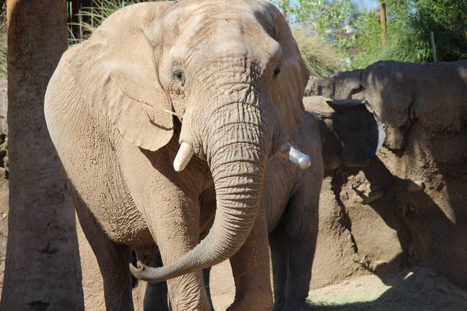 Expedition Tanzania - African Elephant