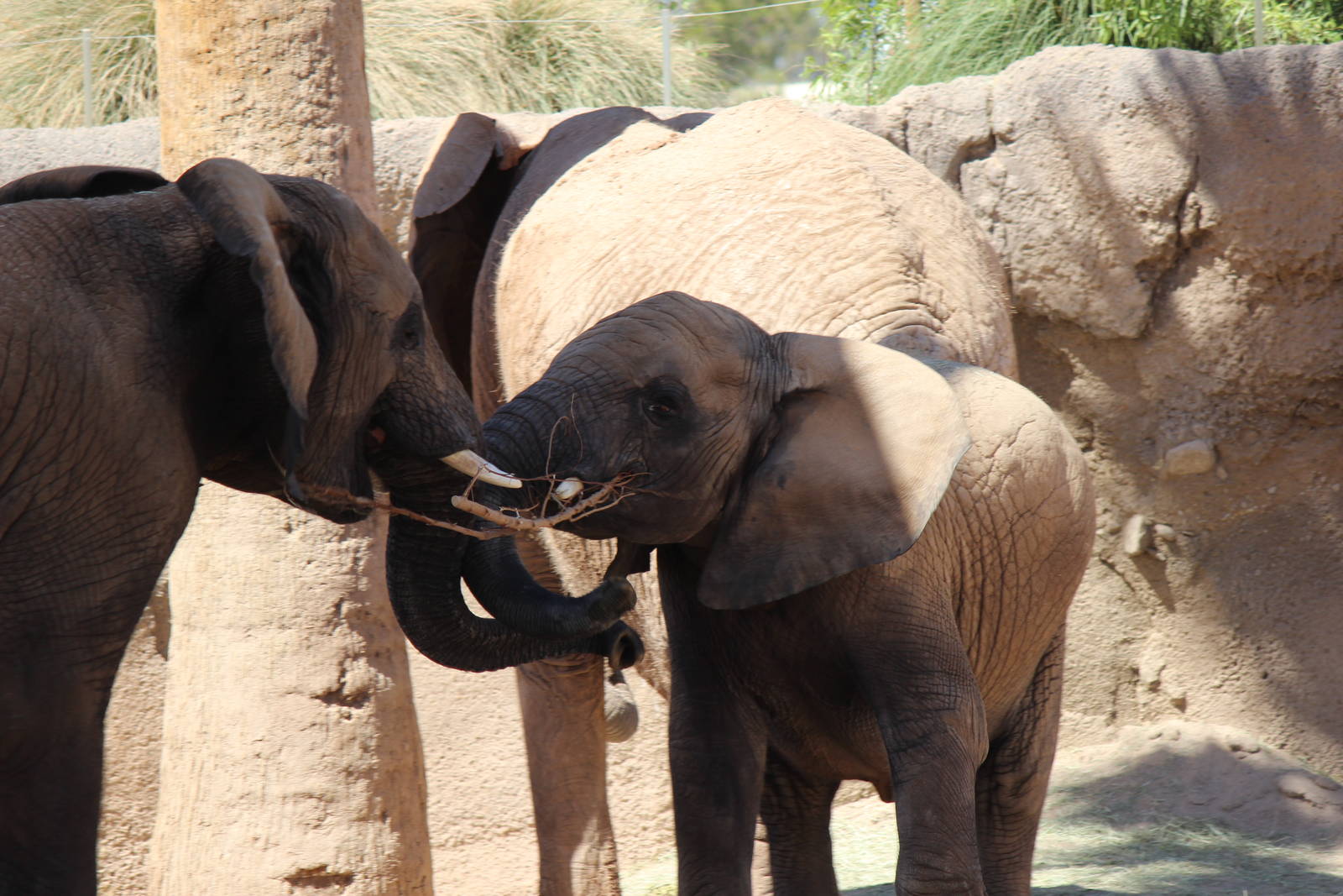 Expedition Tanzania - African Elephant