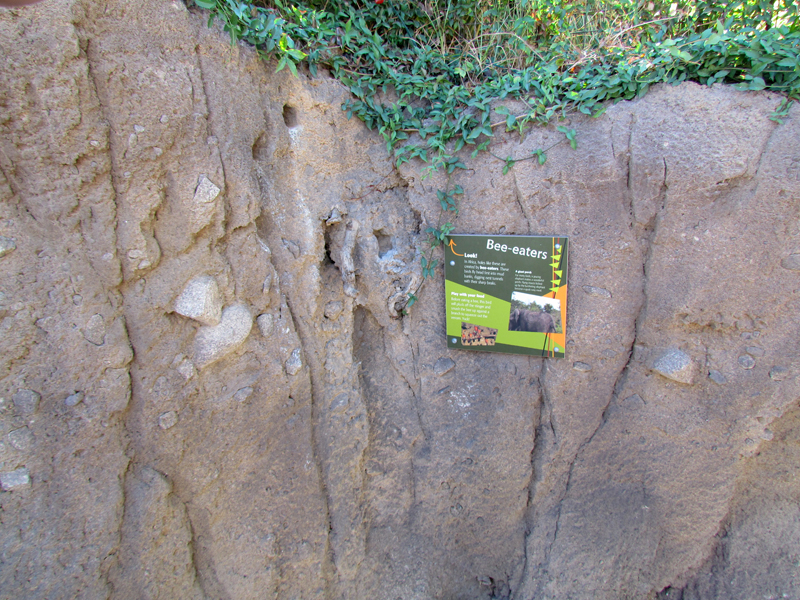 Expedition Tanzania - Artificial Bee Eater Nests