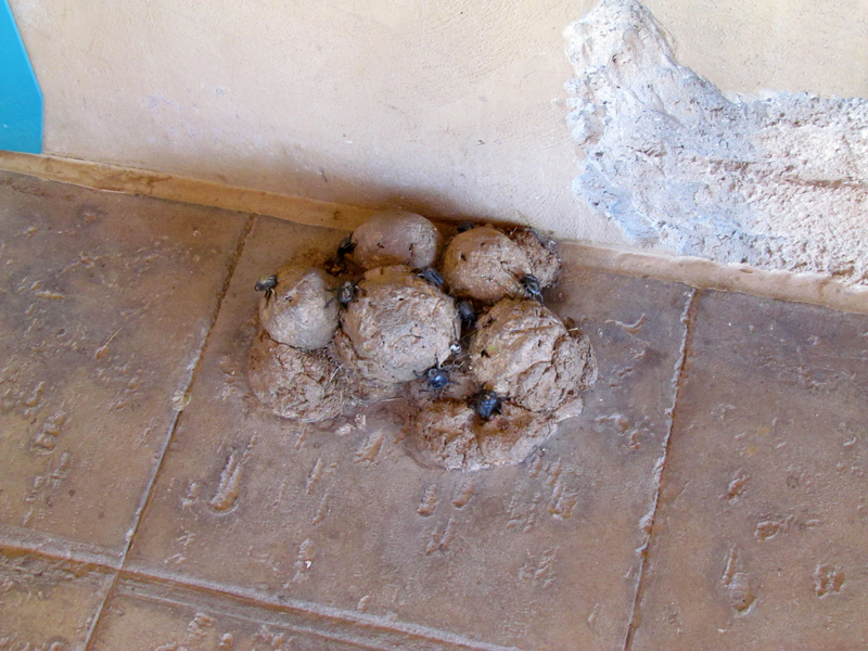 Expedition Tanzania - Artificial Dung Beetles