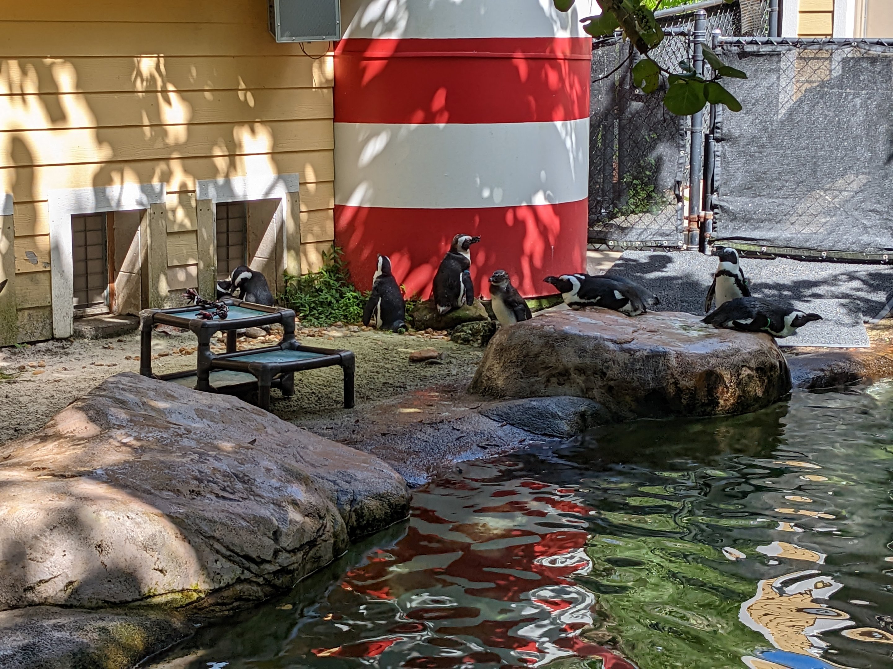 Expedition Wild Africa - African rock penguins