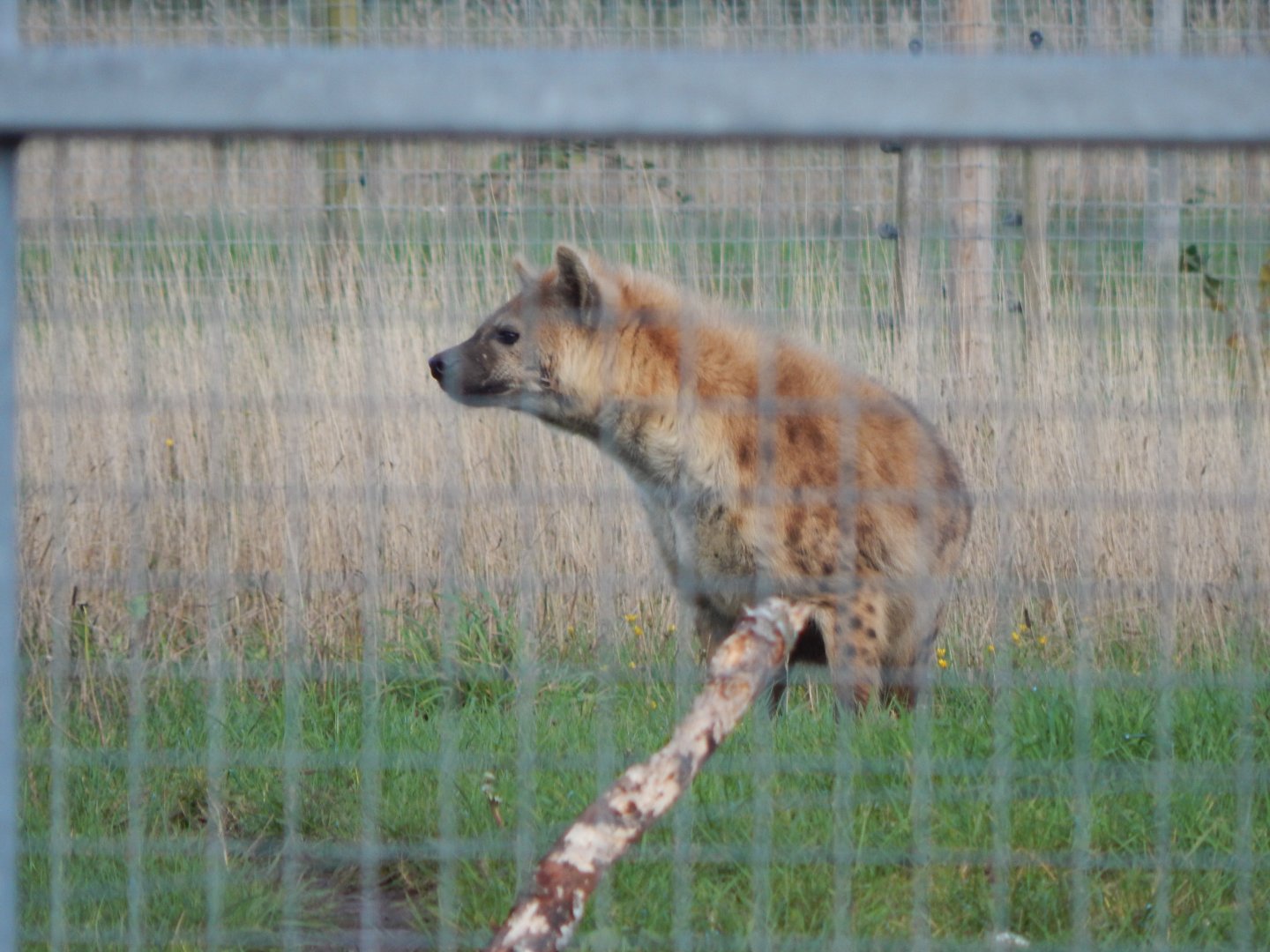 Experience Ethiopia - Spotted hyena 121024