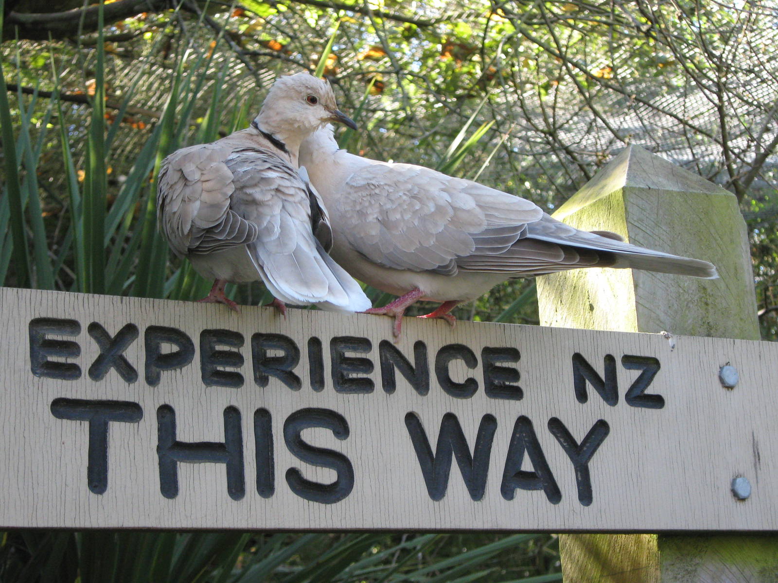 experience NZ this way!