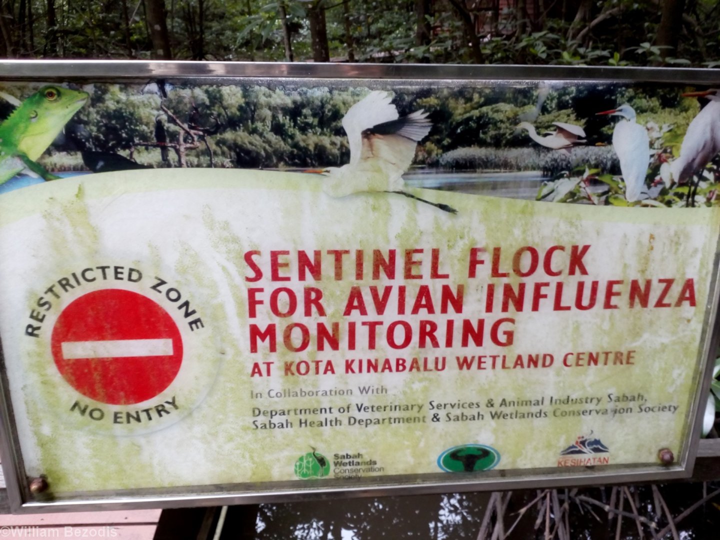 Explanation for Cage of Chickens at the KK Wetlands