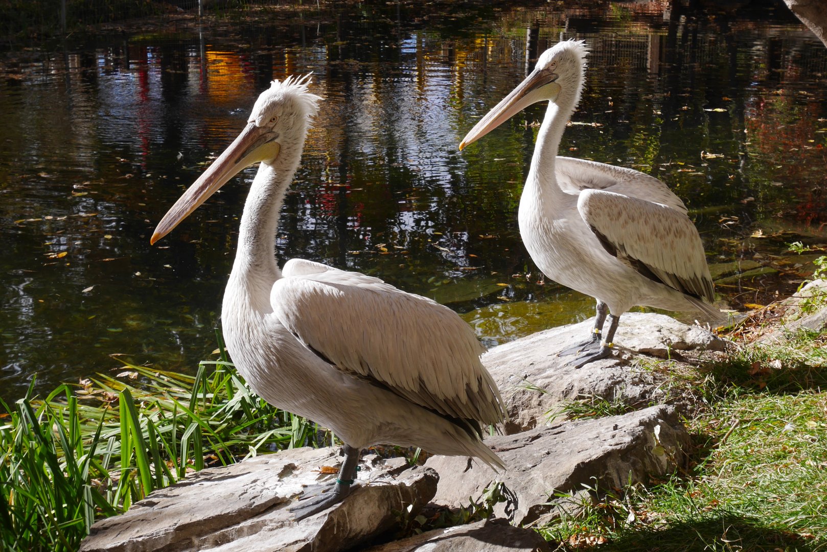 Exploration Asia: Dalmatian Pelicans in the Eurasian Marsh
