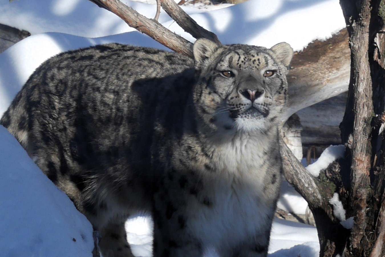 Exploration Asia: Snow Leopards