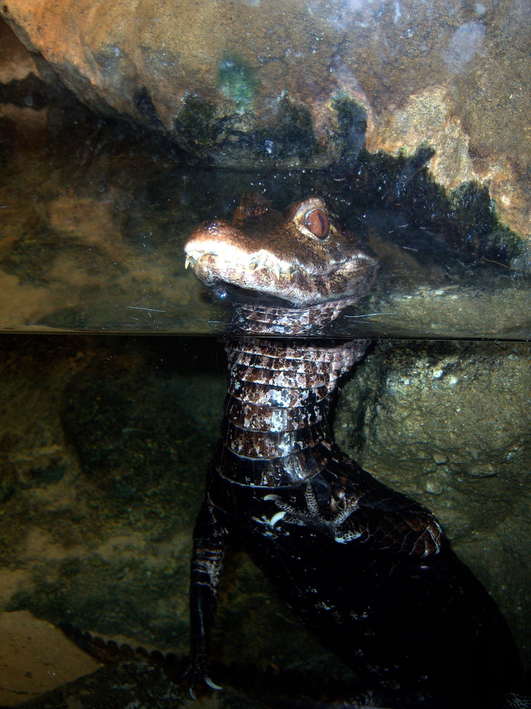 Explore the Shore 2008 - Dwarf Caimen