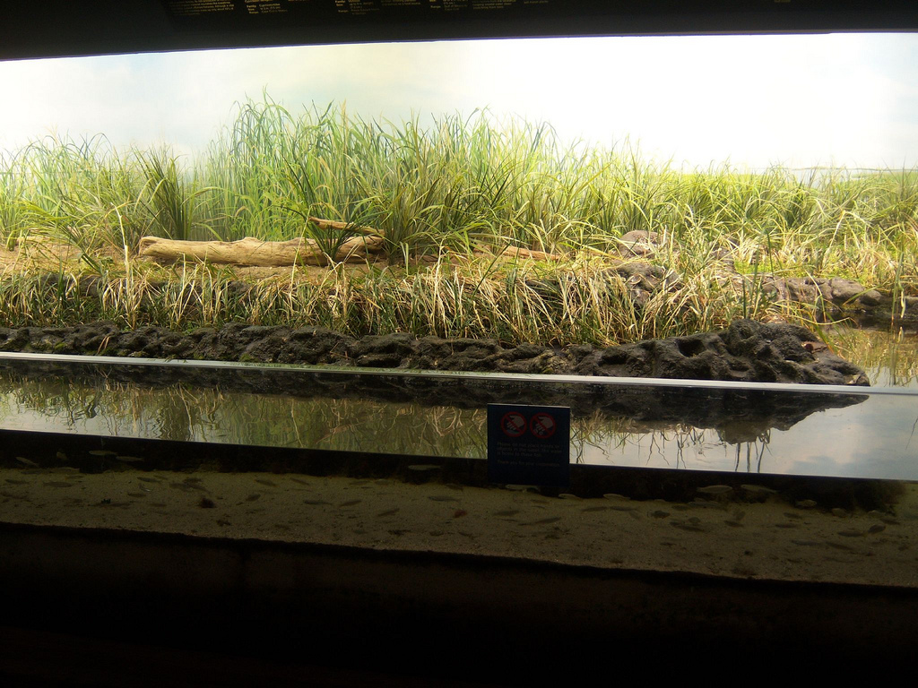 Explore the Shore 2008 - Salt Marsh