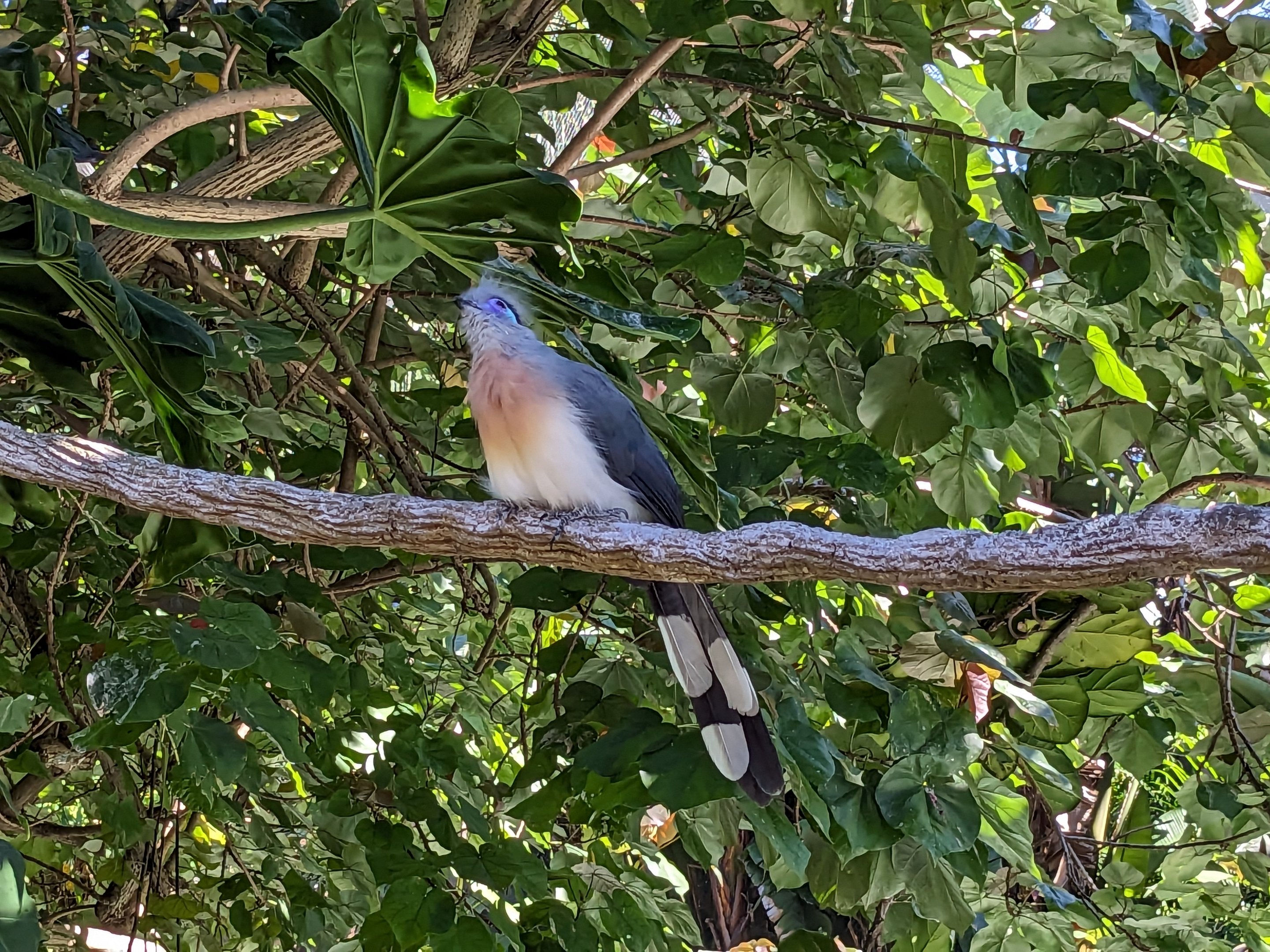 Explorer's Aviary (largest section) - Crested coua