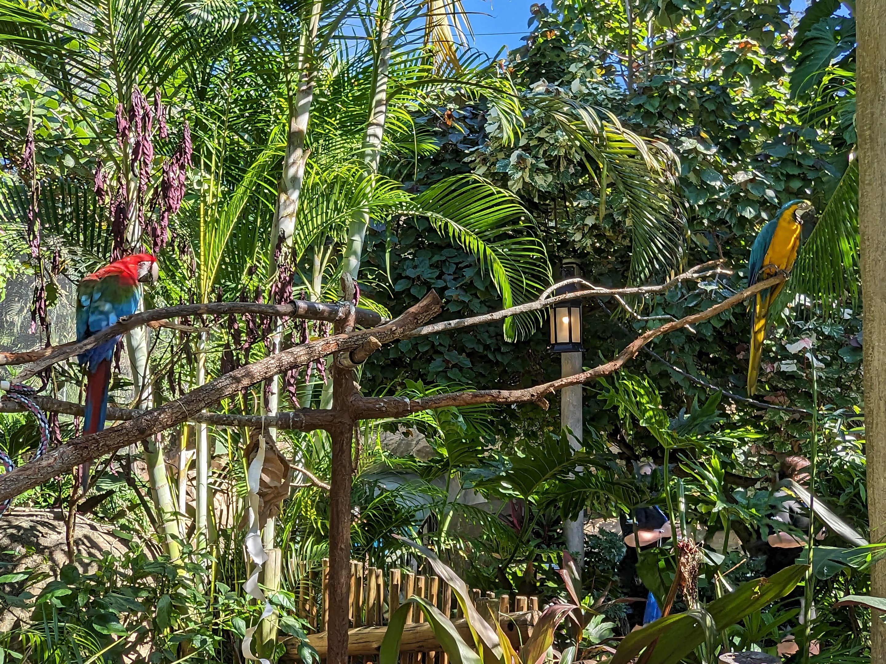 Explorer's Aviary (largest section) - Scarlett and Blue/Gold Macaw