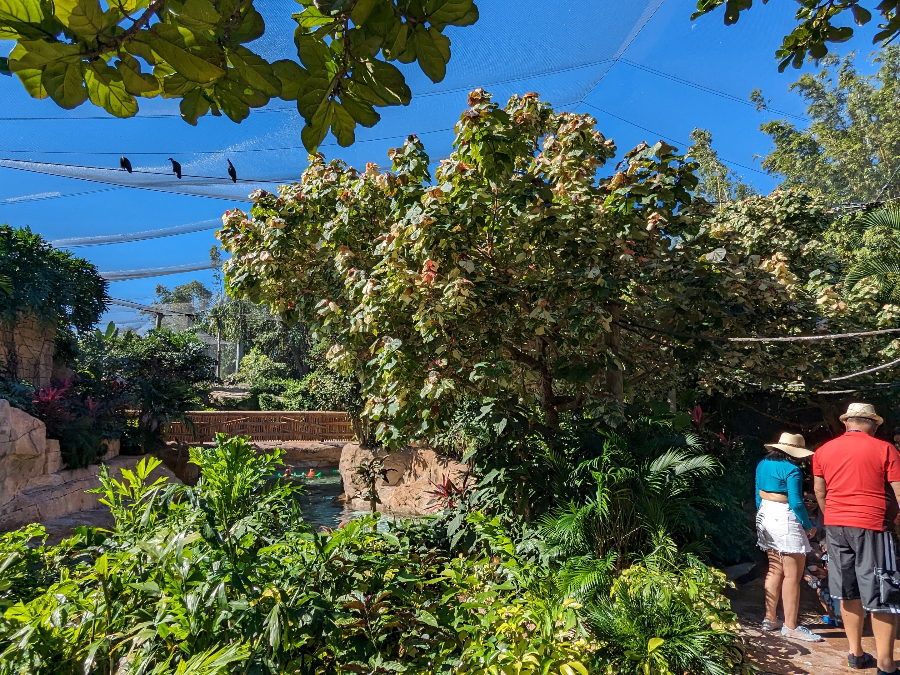 Explorer's Aviary (largest section) - view