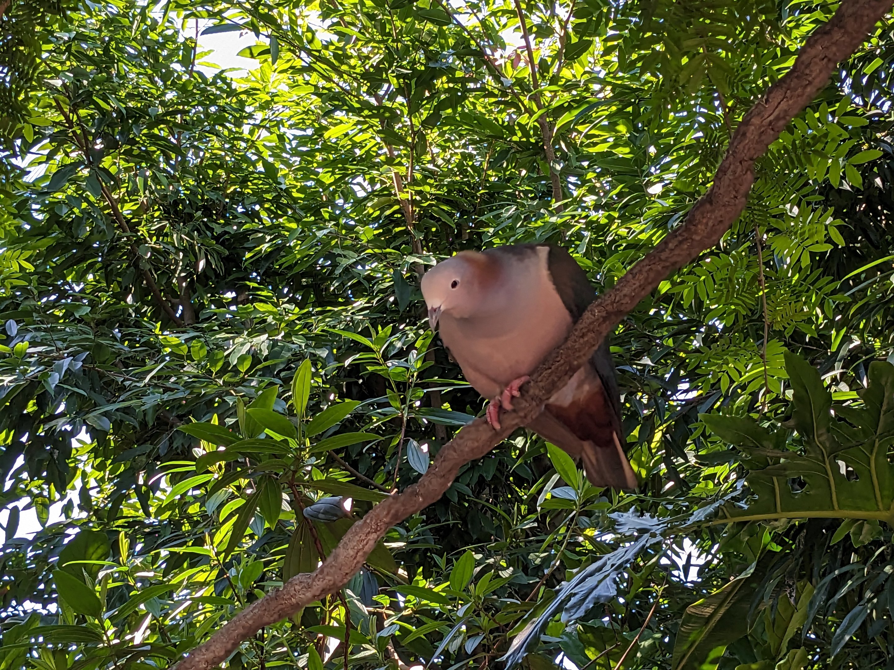 Explorer's Aviary (medium section) - Green imperial pigeon