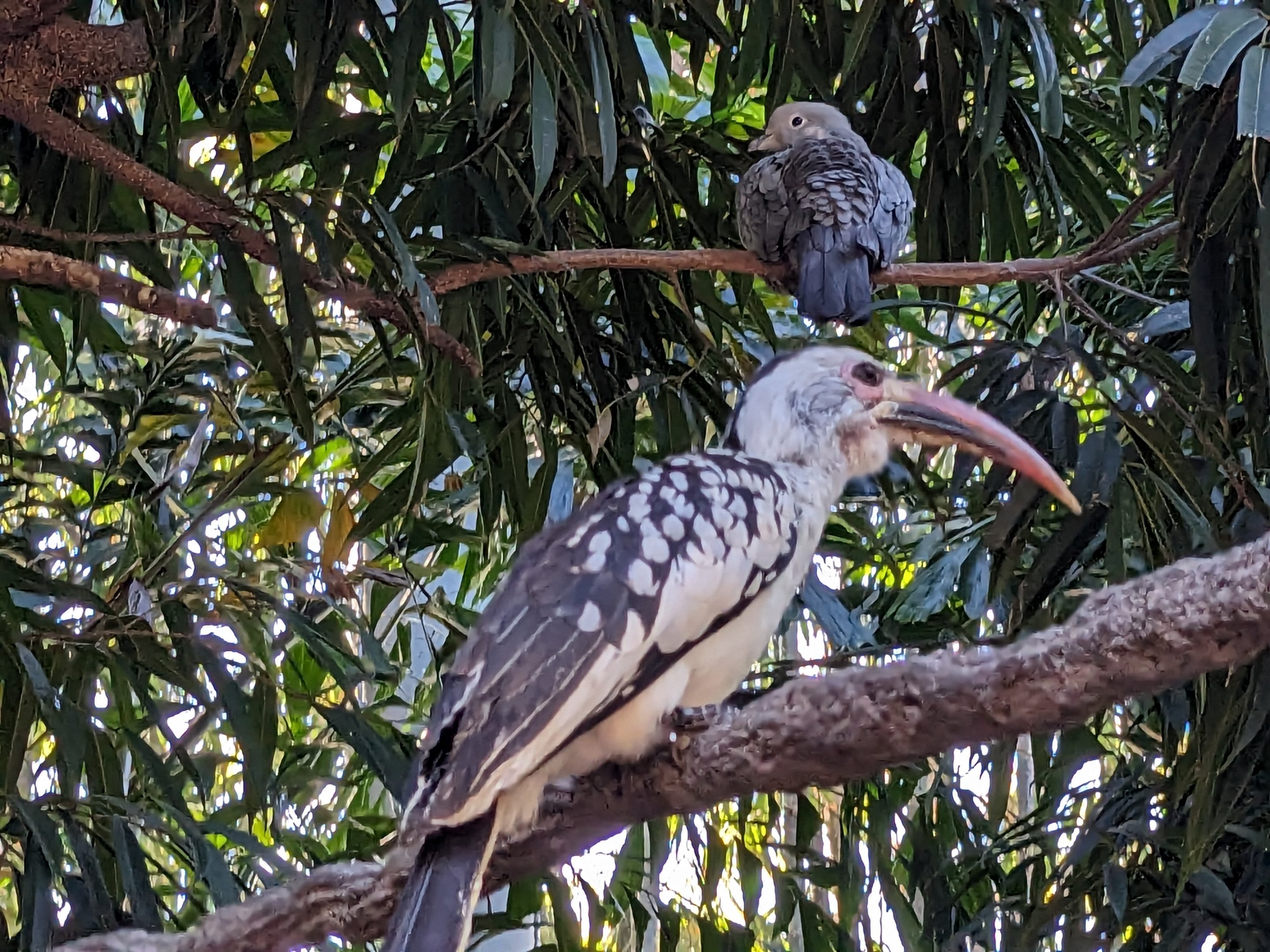 Explorer's Aviary (medium section) -  Red-billed hornbill and diamond dove