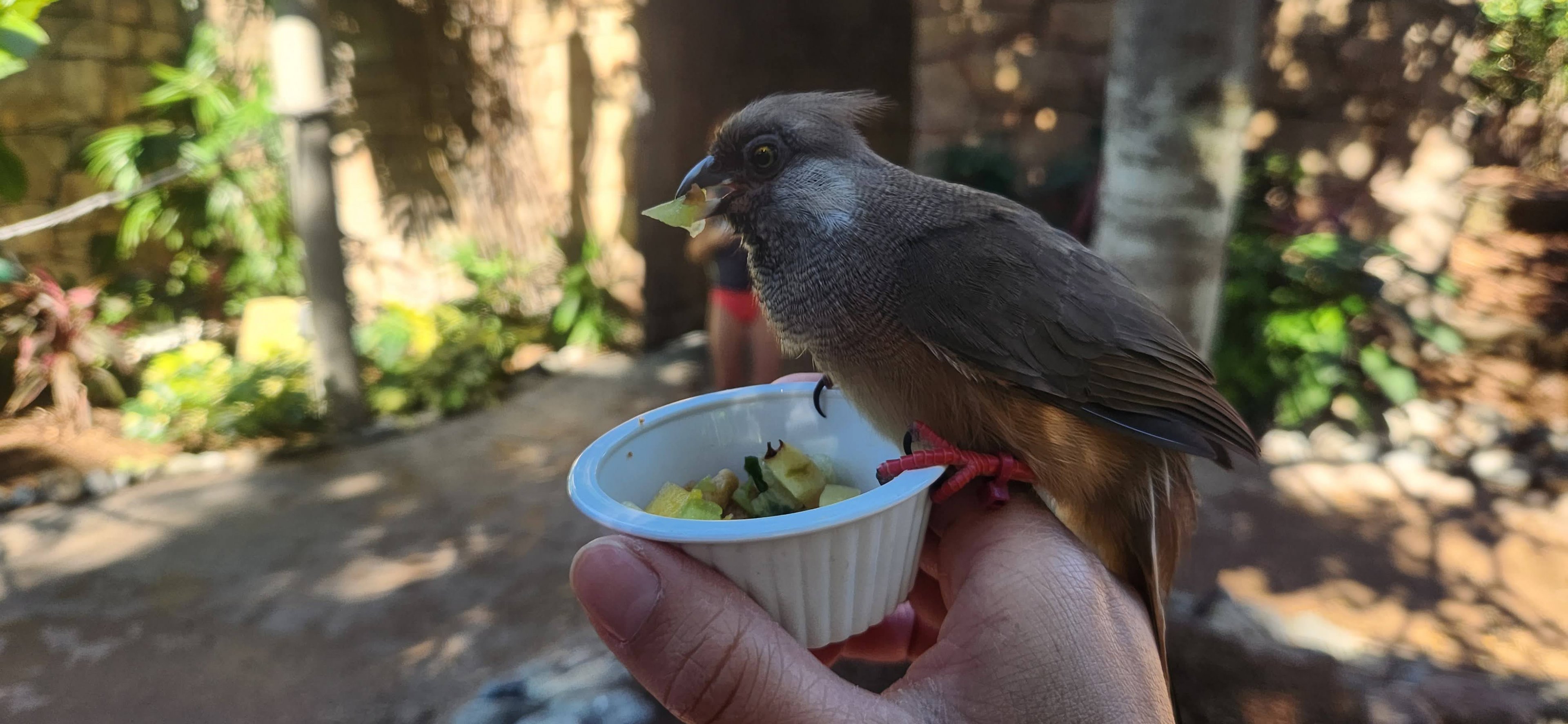 Explorer's Aviary (smallest section) - Speckled Mousebird