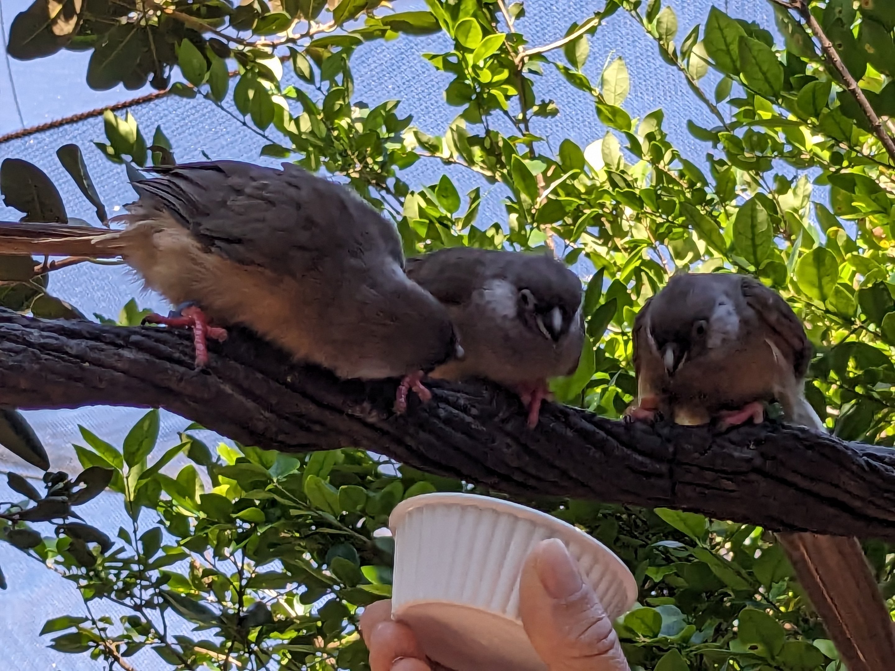 Explorer's Aviary (smallest section) - Speckled Mousebird
