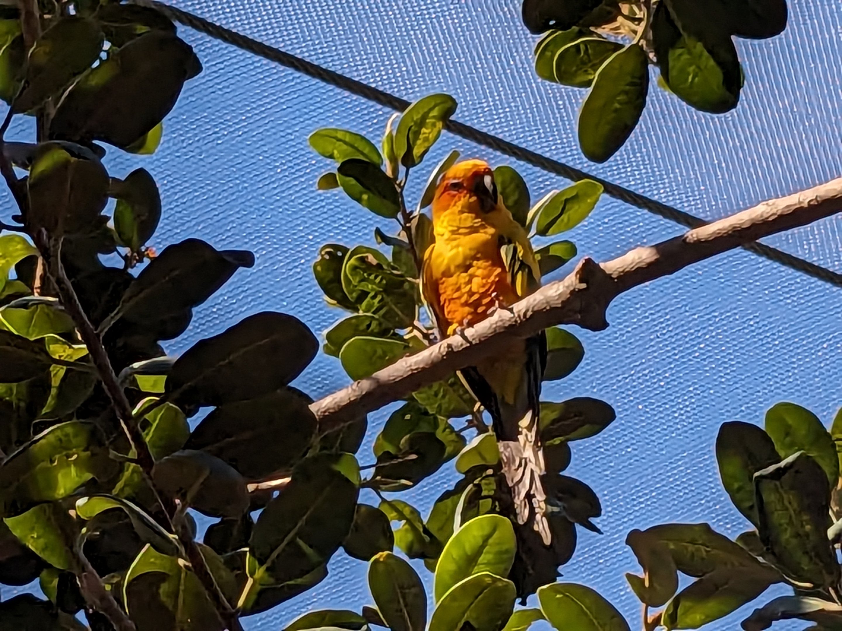 Explorer's Aviary (smallest section) - Sun Conure