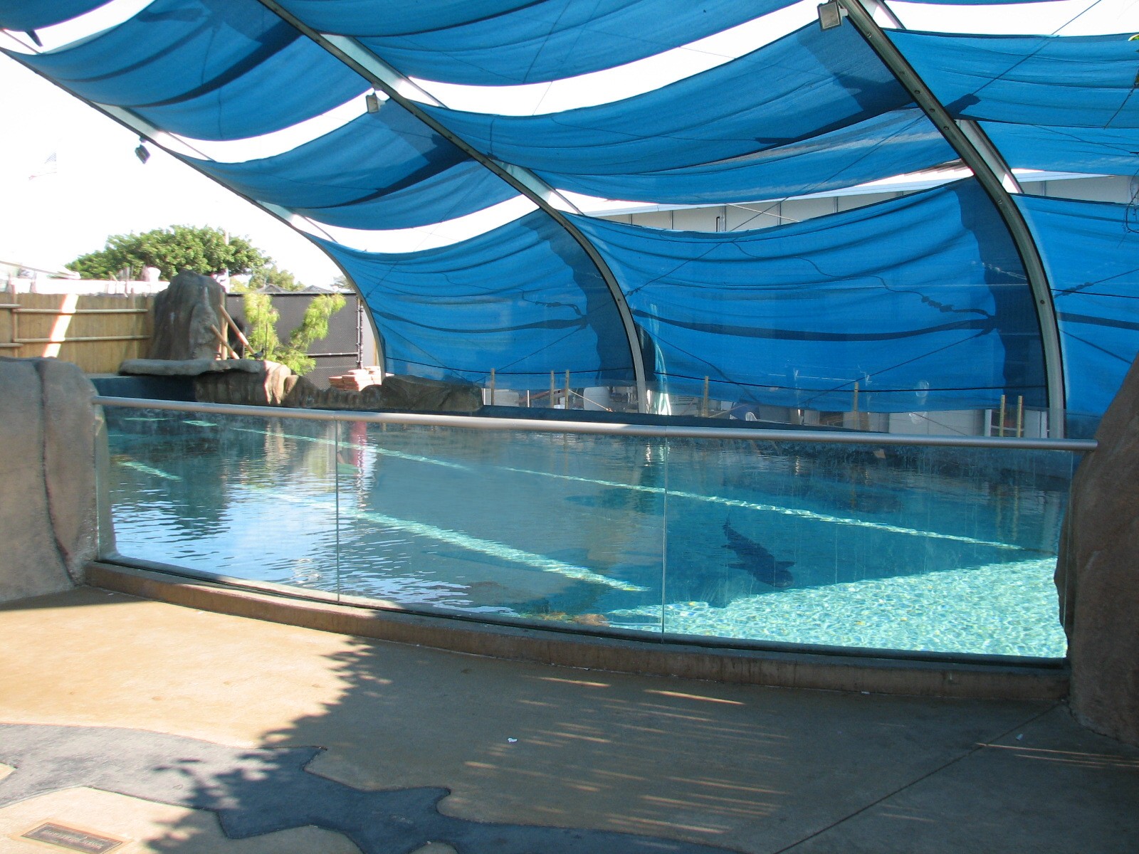 Explorers Cove - Shark Lagoon - Abovewater Viewing Area