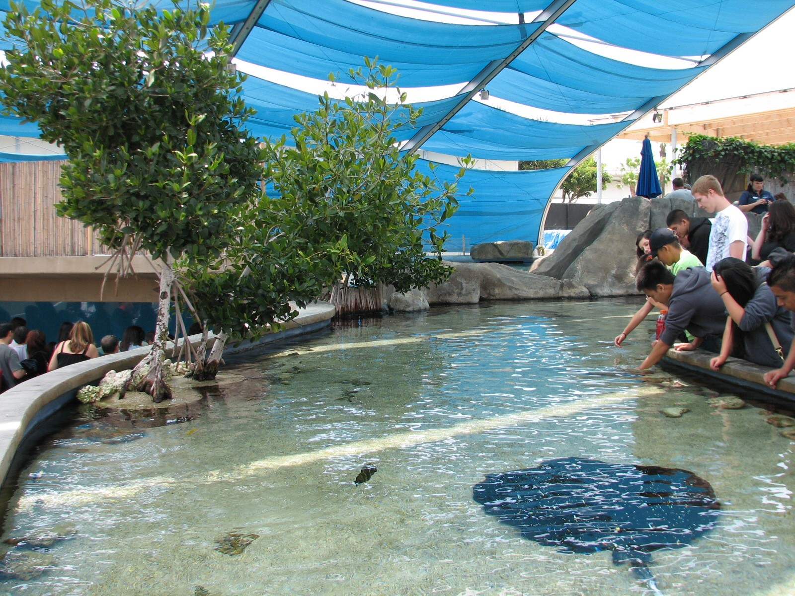 Explorers Cove - Shark Lagoon - Touchpool