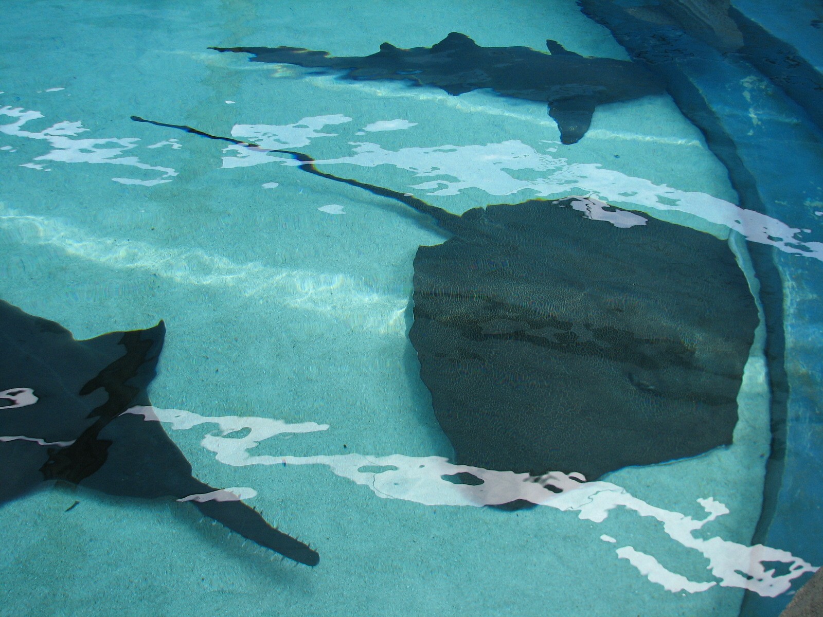 Explorers Cove - Shark Lagoon