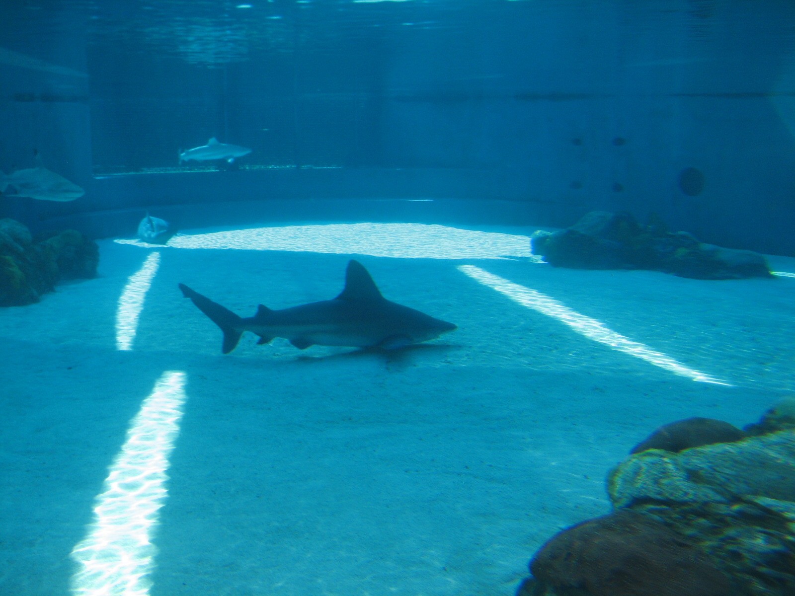 Explorers Cove - Shark Lagoon