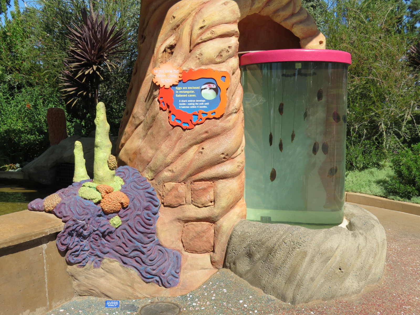 Explorers Reef - Bamboo Shark Egg Tank