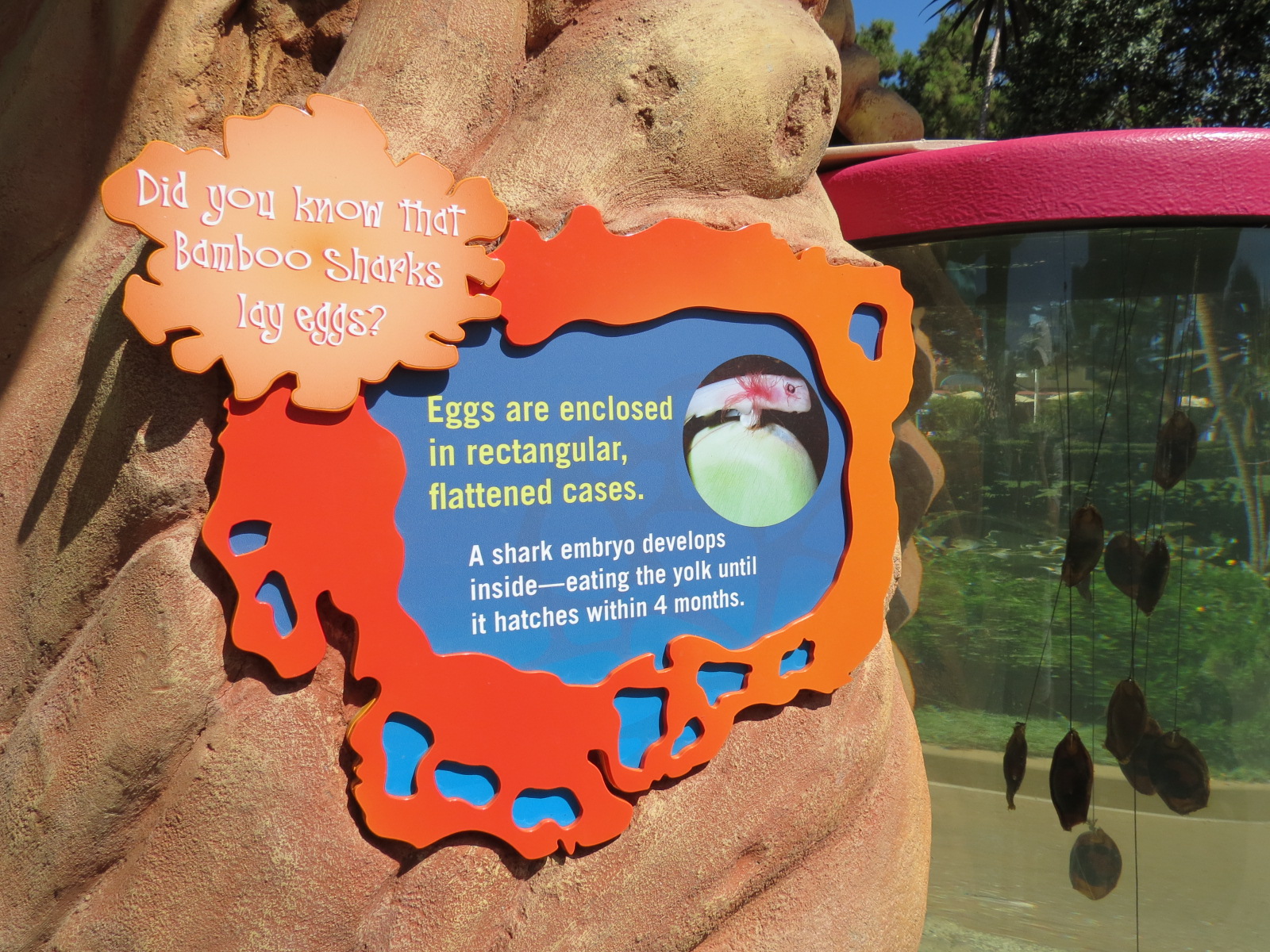 Explorers Reef - Bamboo Shark Egg Tank