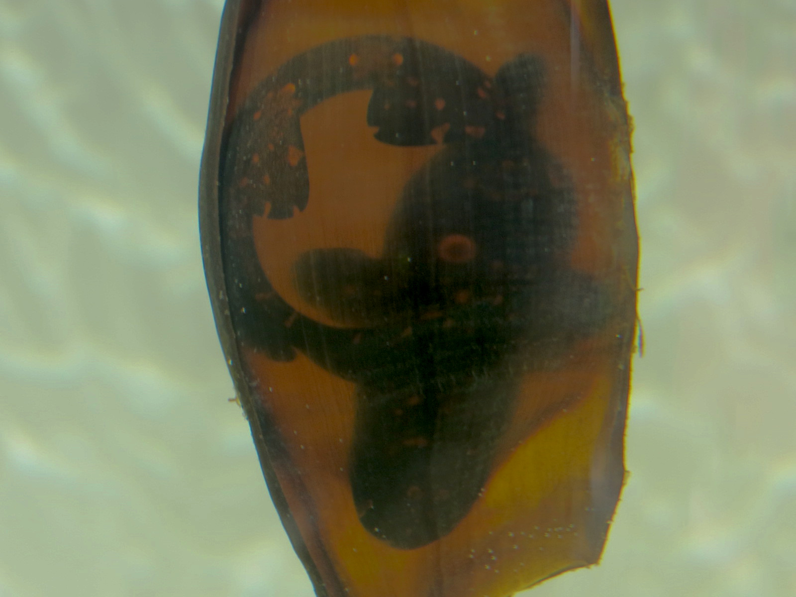 Explorers Reef - Bamboo Shark Egg Tank