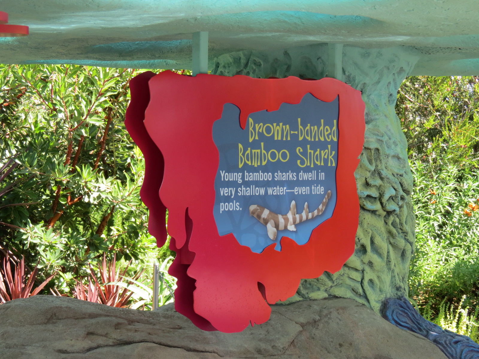 Explorers Reef - Brown-banded Bamboo Shark Touchtank