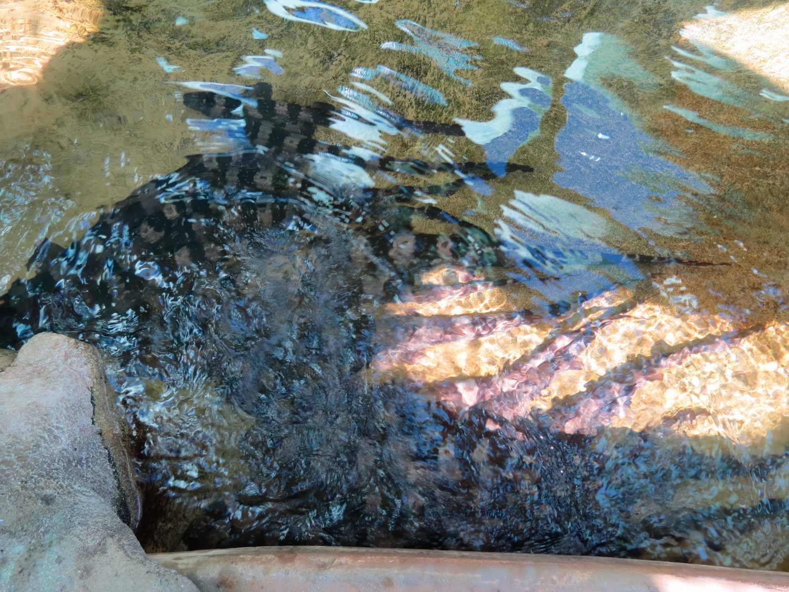 Explorers Reef - Brown-banded Bamboo Shark Touchtank