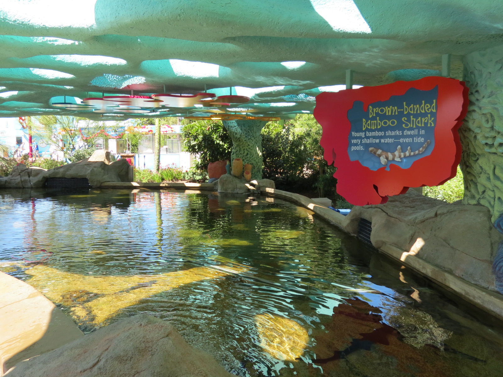 Explorers Reef - Brown-banded Bamboo Shark Touchtank