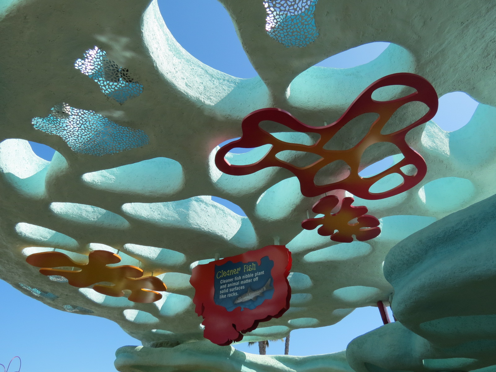 Explorers Reef - Cleaner Fish Touchtank