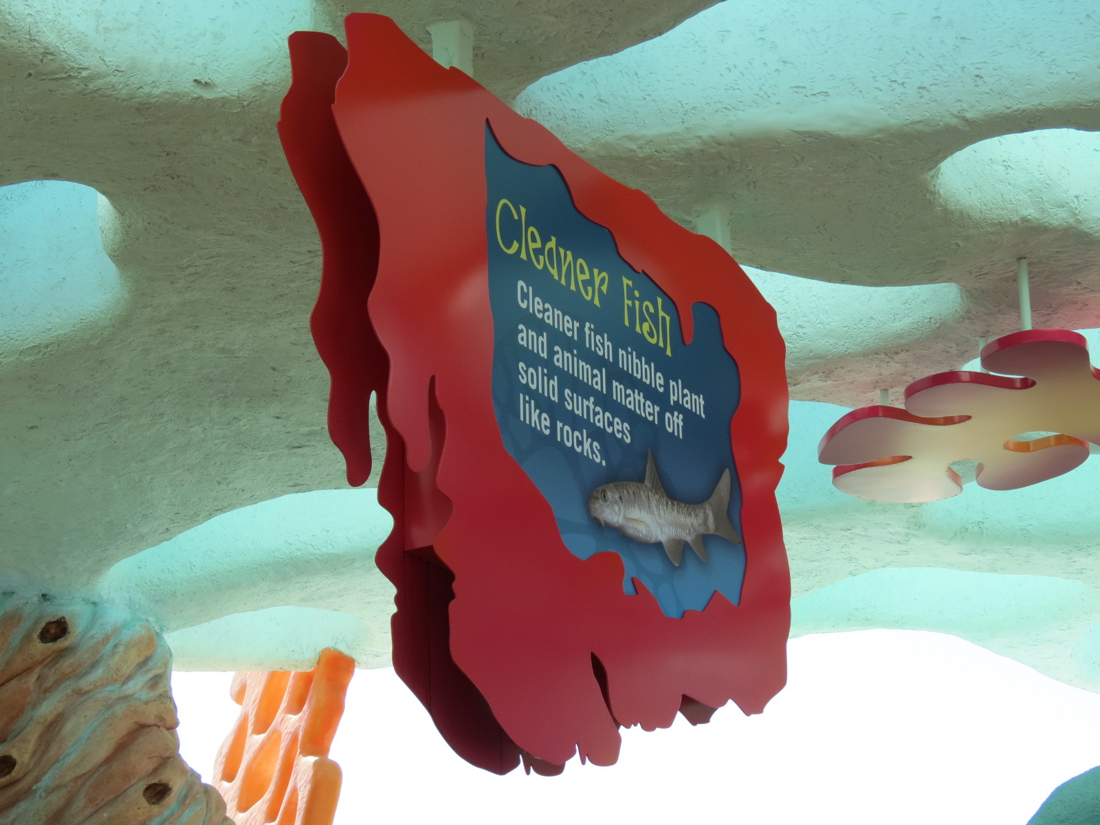 Explorers Reef - Cleaner Fish Touchtank