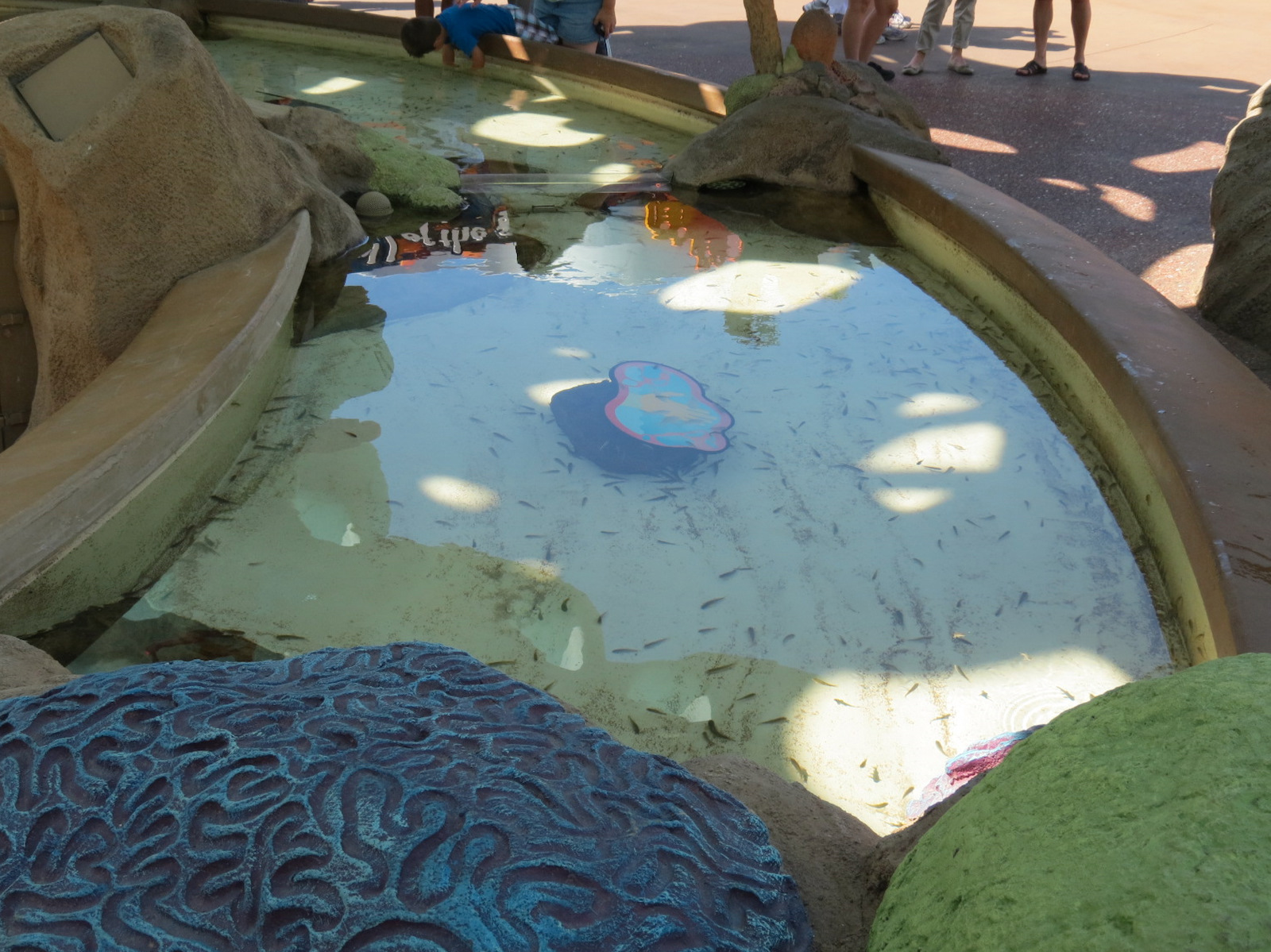 Explorers Reef - Cleaner Fish Touchtank