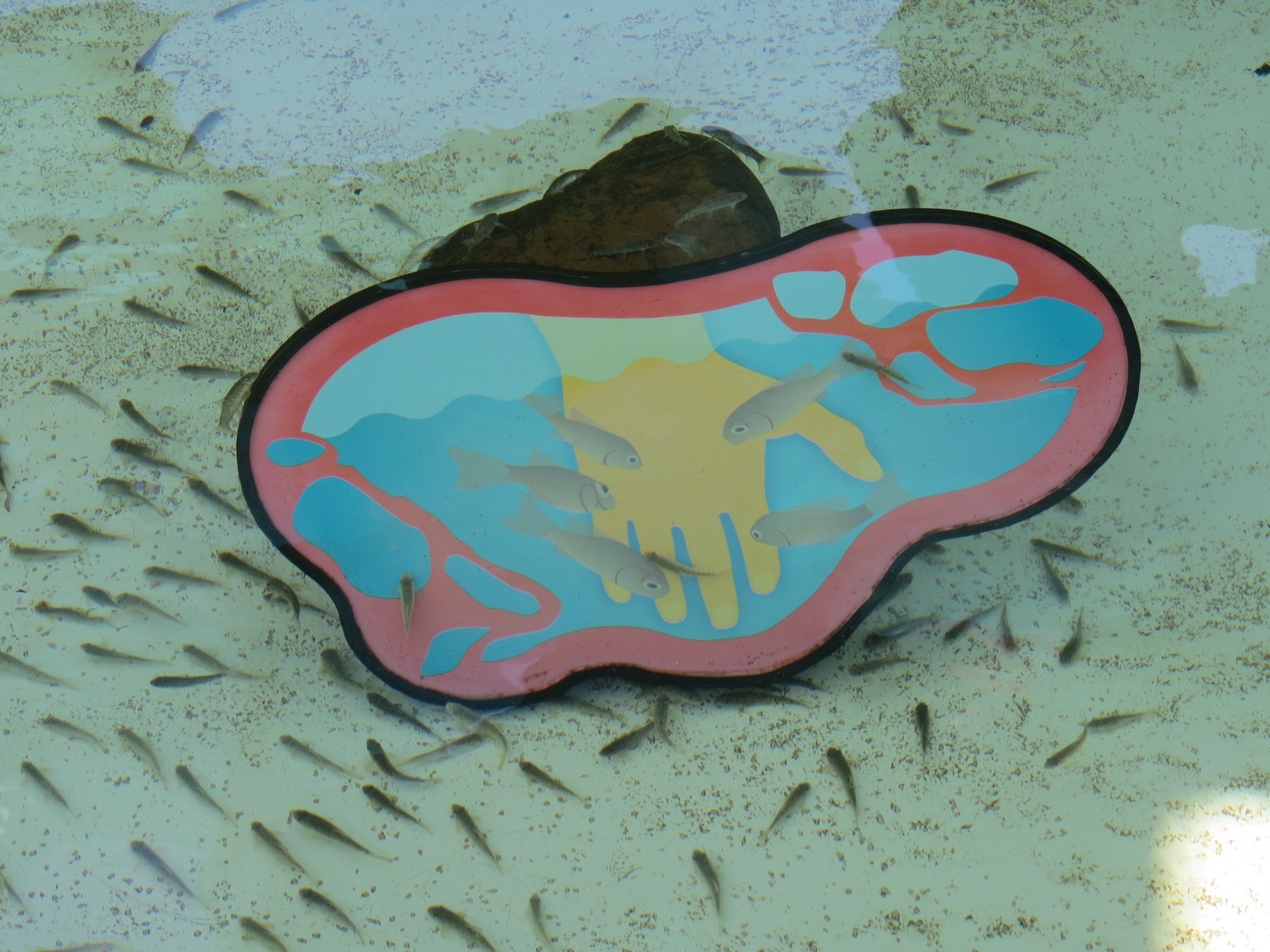 Explorers Reef - Cleaner Fish Touchtank