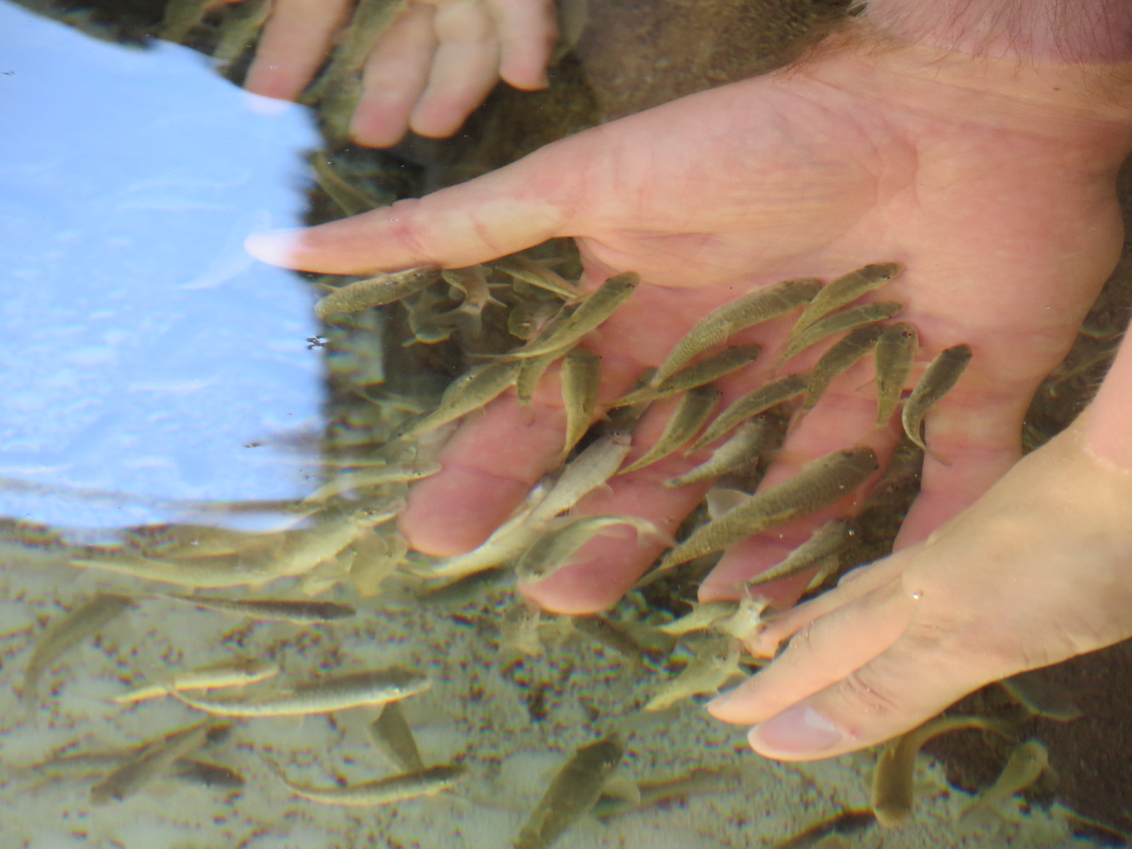 Explorers Reef - Cleaner Fish Touchtank