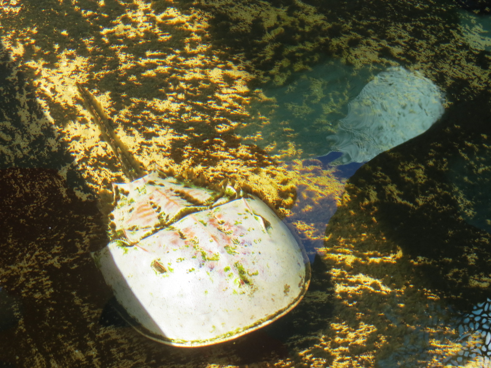 Explorers Reef - Horseshoe Crab and Rays Touchtank - Horseshoe Crab