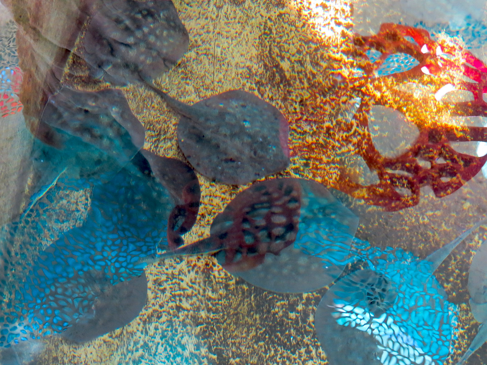 Explorers Reef - Horseshoe Crab and Rays Touchtank - Round Stingray