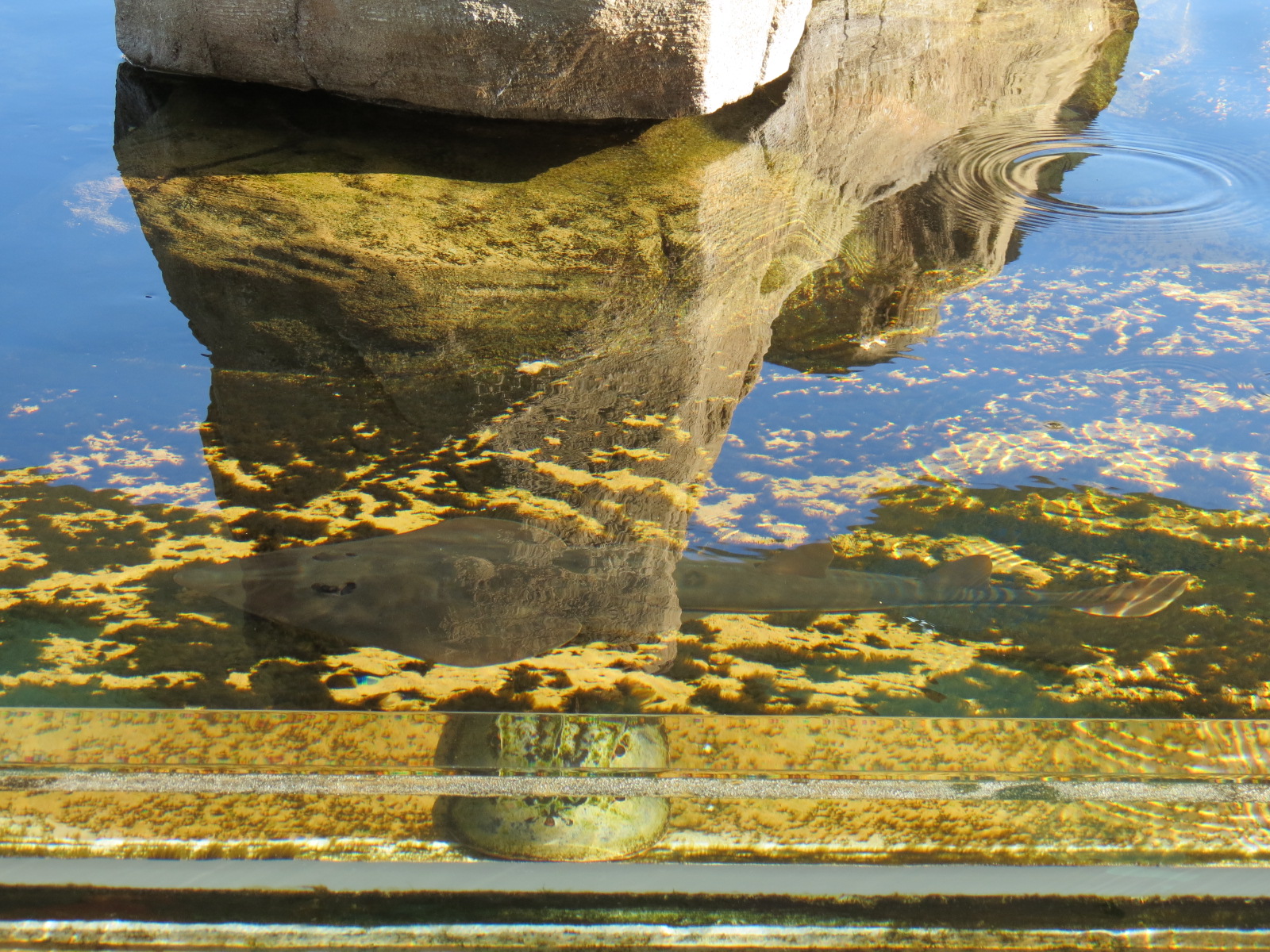 Explorers Reef - Horseshoe Crab and Rays Touchtank - Shovelnose Guitarfish