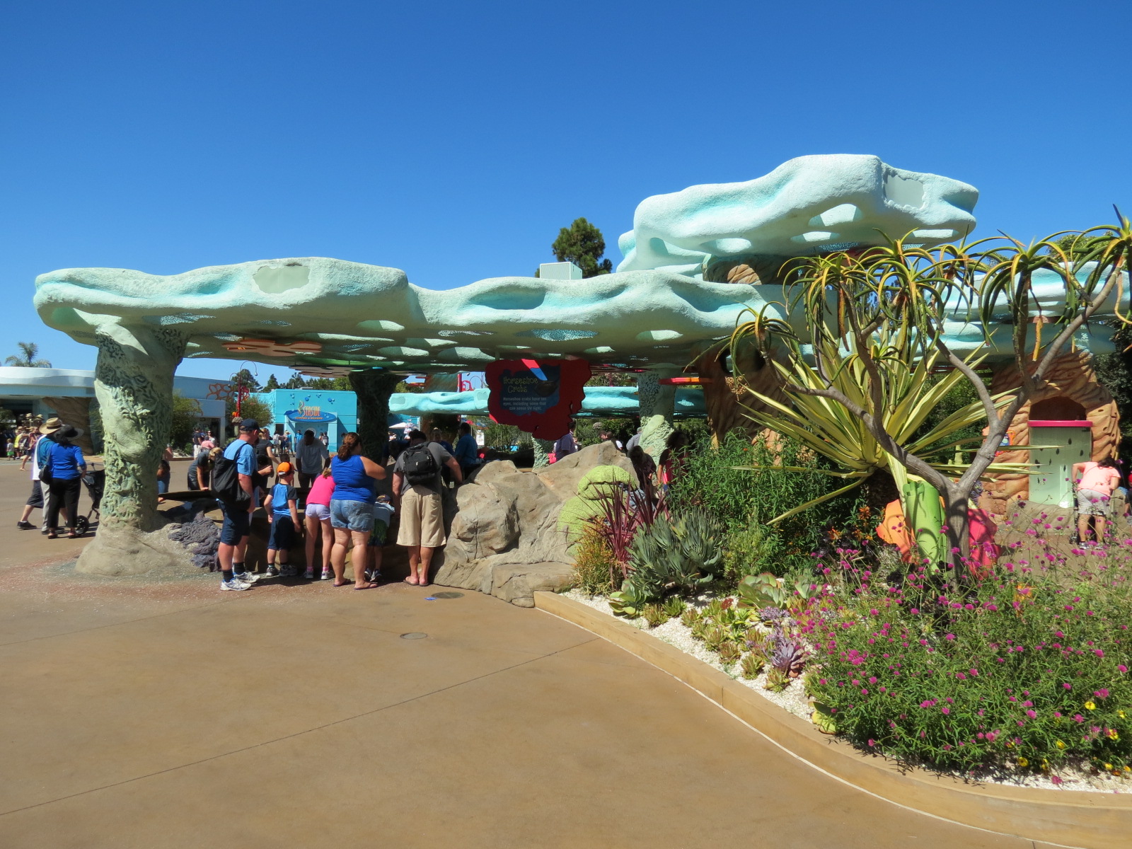 Explorers Reef - Horseshoe Crab and Rays Touchtank