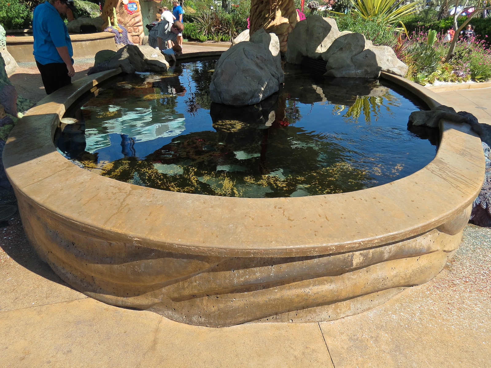 Explorers Reef - Horseshoe Crab and Rays Touchtank