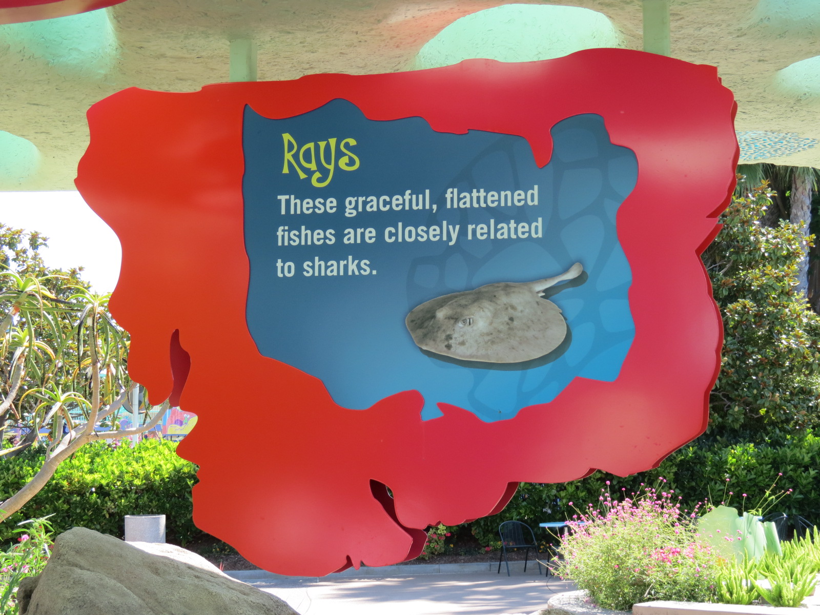 Explorers Reef - Horseshoe Crab and Rays Touchtank